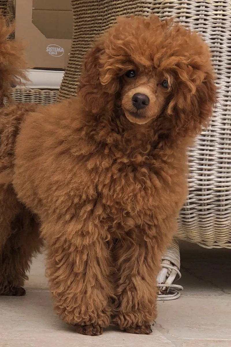 Caniche marron intelligent qui adore les promenades