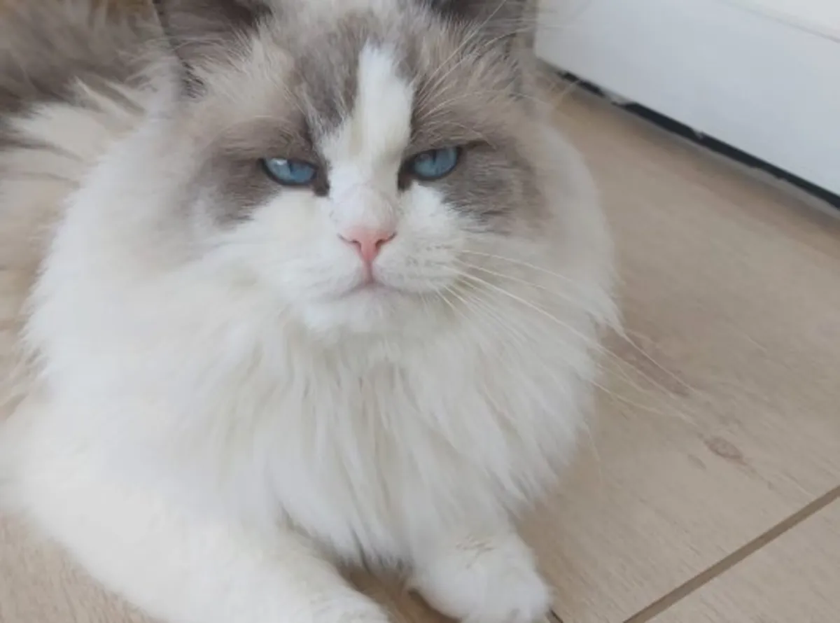Chat Ragdoll très affectueux habitué à la vie de famille