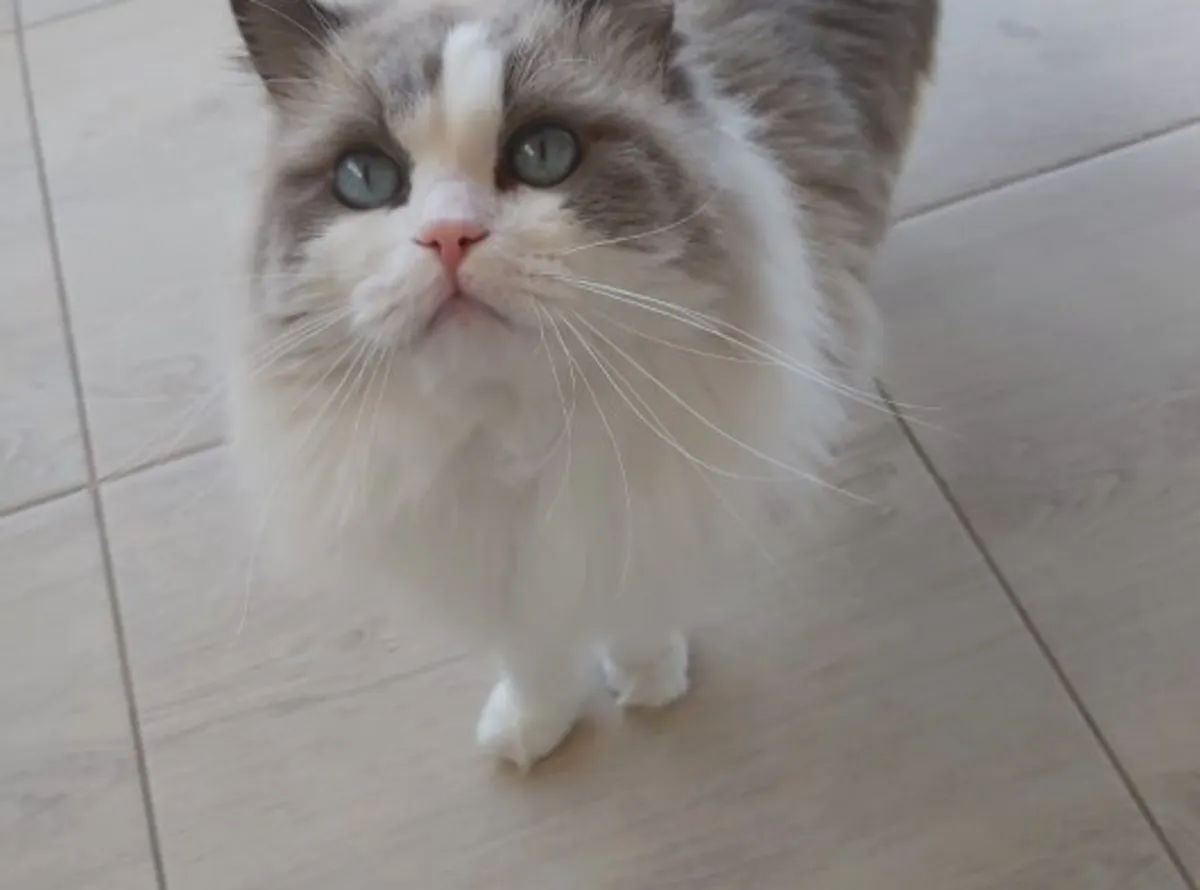 Chat Ragdoll très affectueux habitué à la vie de famille