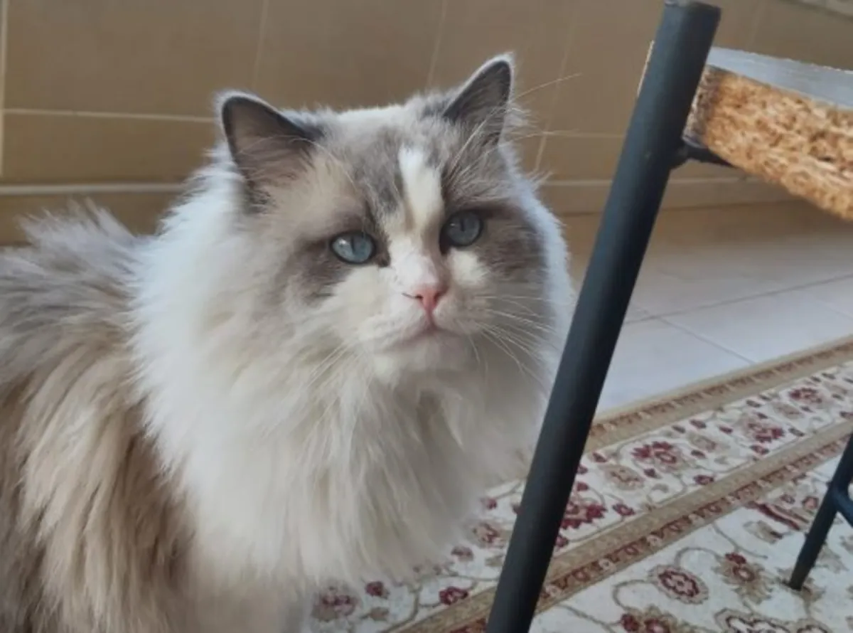 Chat Ragdoll très affectueux habitué à la vie de famille