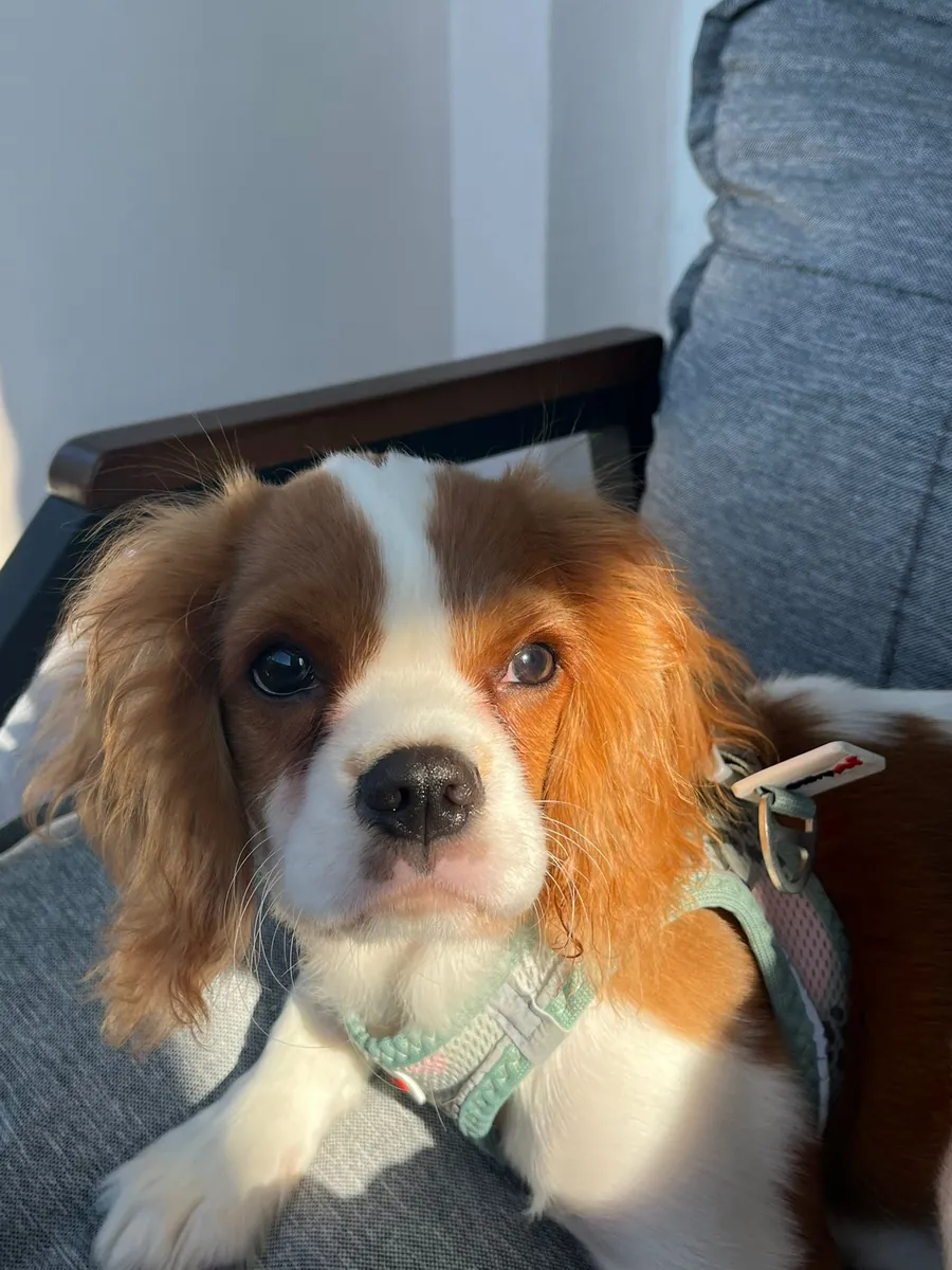 6个月大的骑士查理王犬利奥