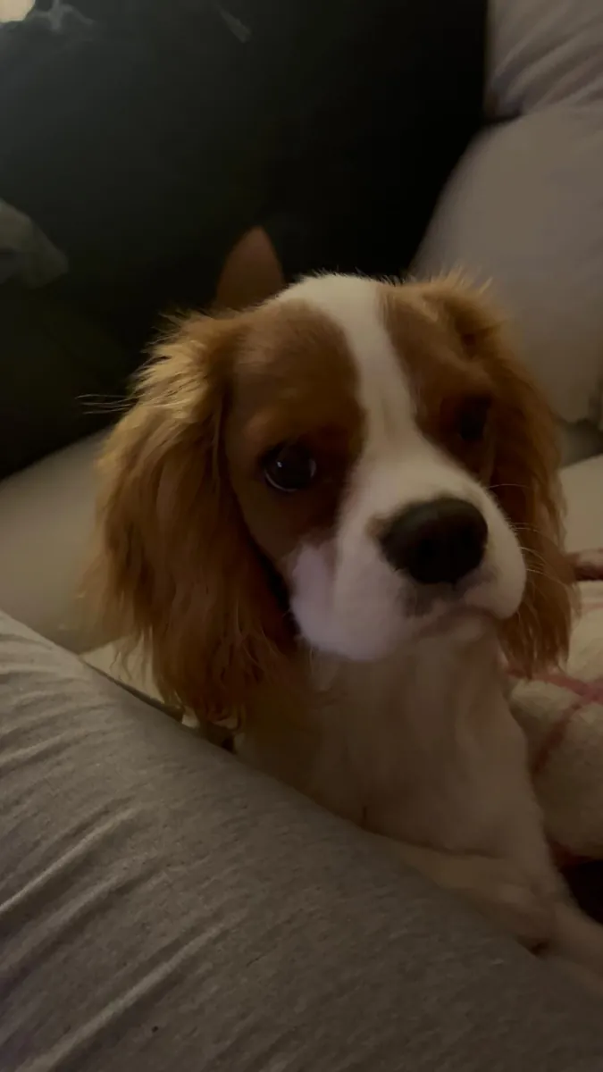 6 Aylık Cavalier Leo