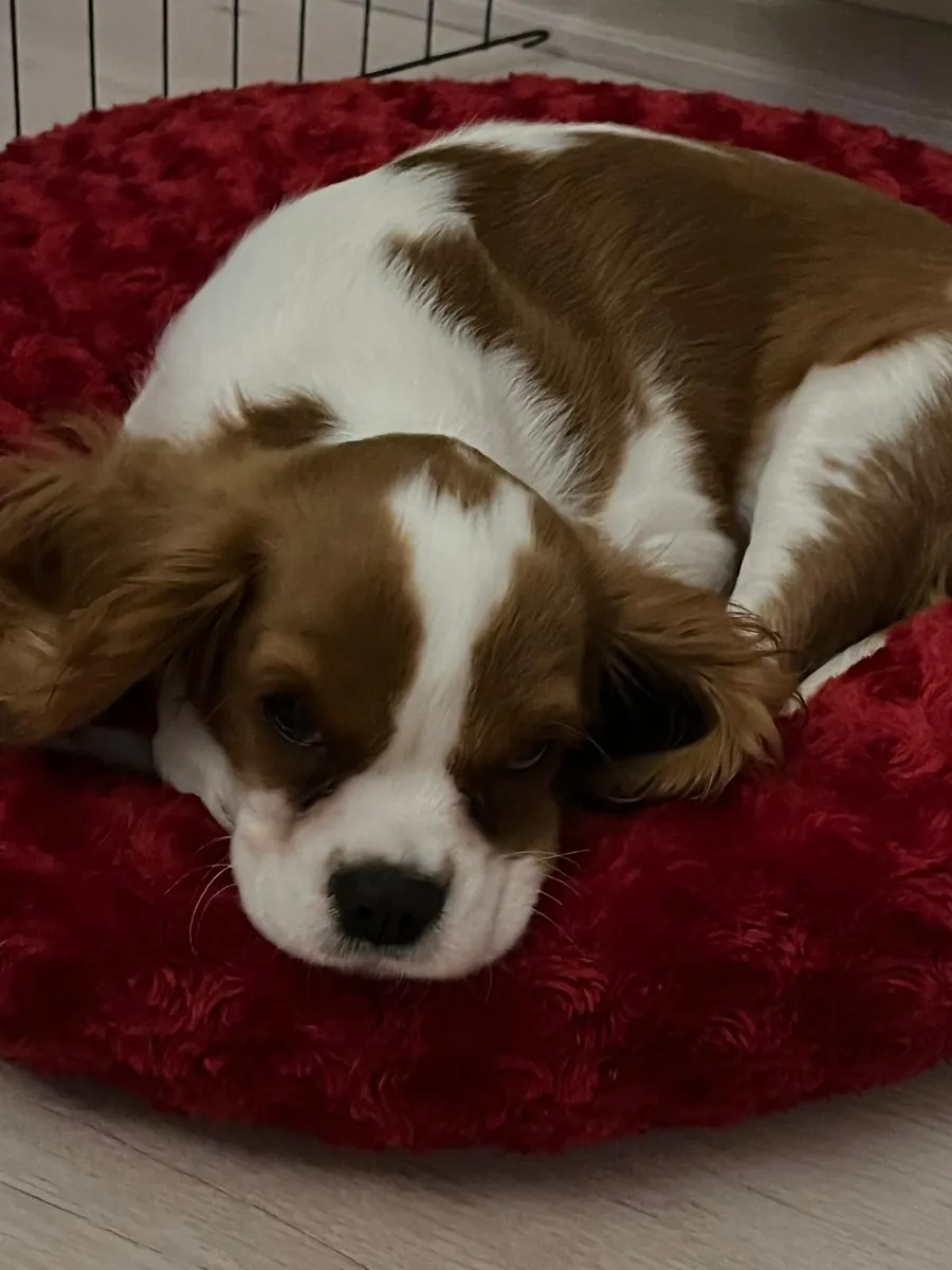 6 Aylık Cavalier Leo