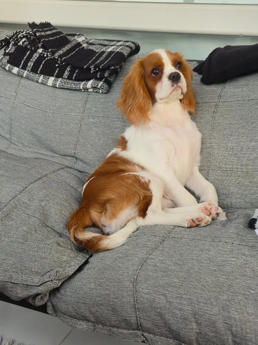 6 Aylık Cavalier Leo