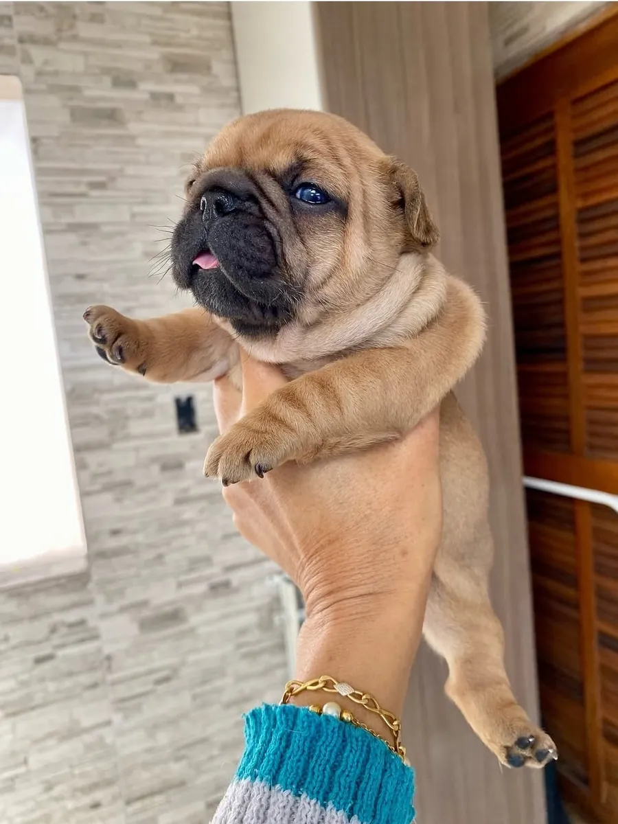 Cachorro juguetón de bulldog francés busca una familia para siempre | WhatsApp: +34 632 000 221