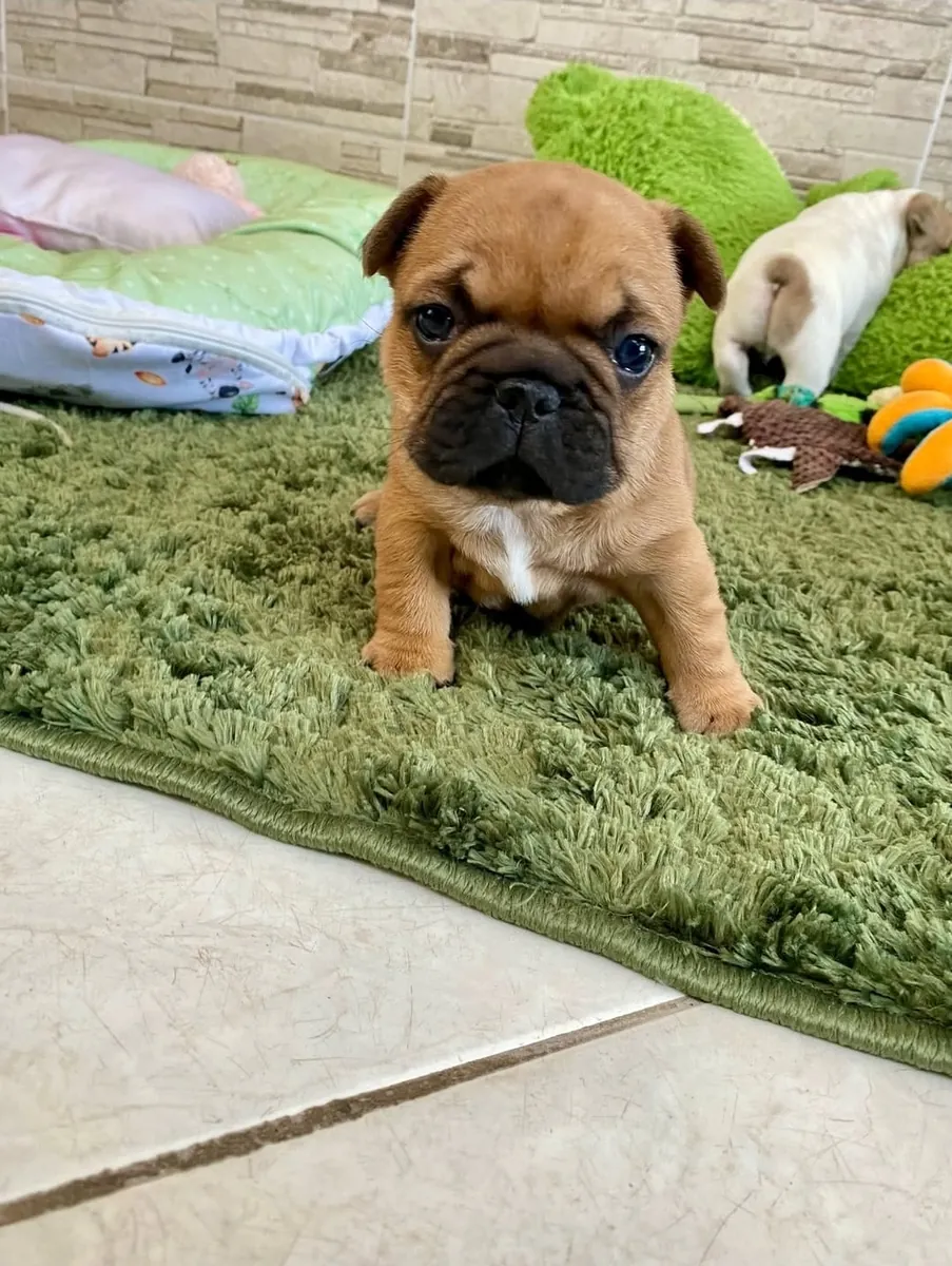 Precioso cachorro de bulldog francés listo para una nueva aventura | WhatsApp: +34 632 000 221