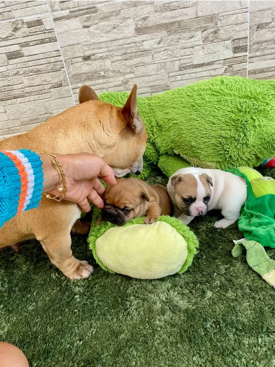 Cachorro excepcional de bulldog francés esperando un hogar perfecto | WhatsApp: +34 632 000 221