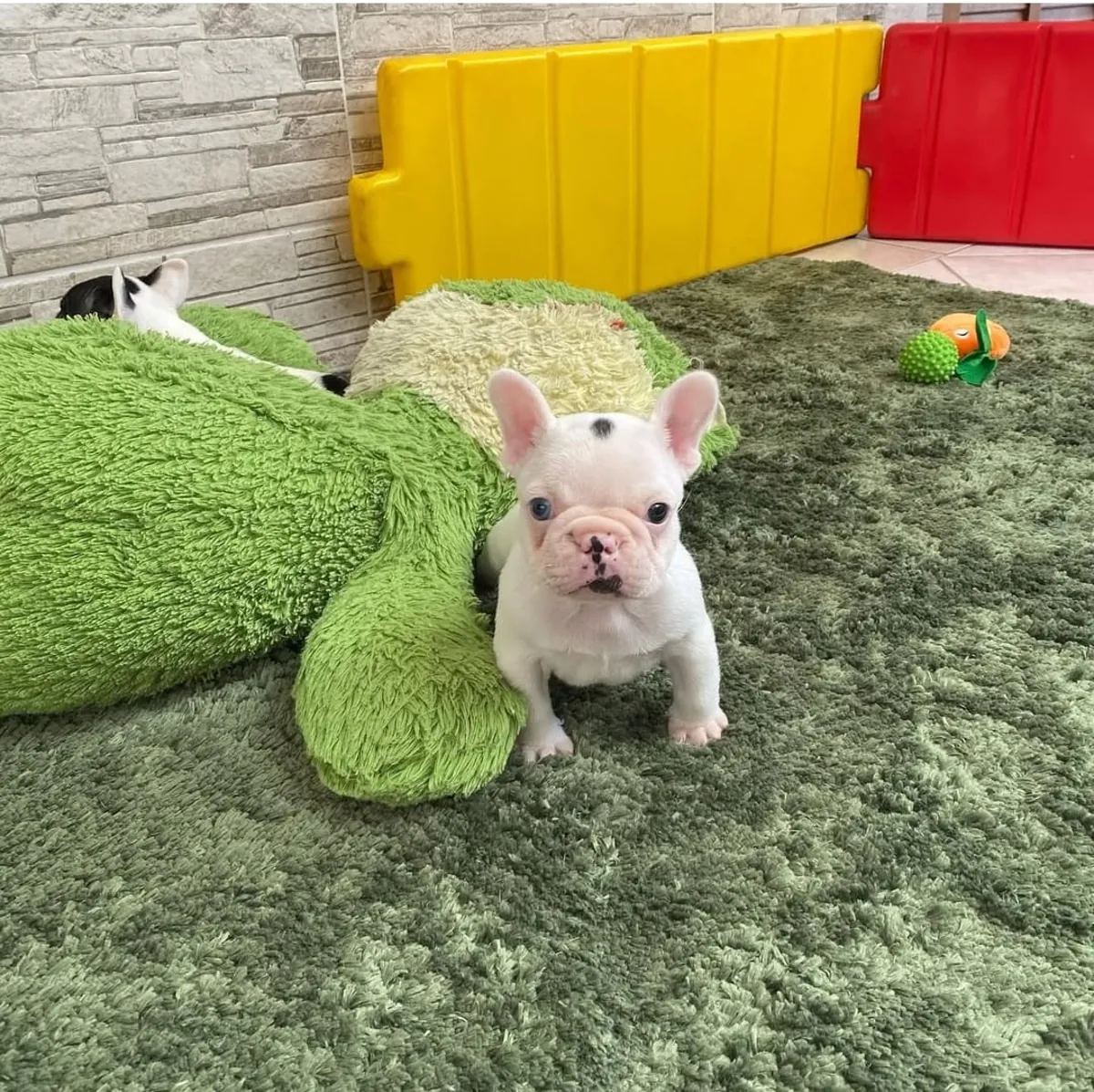 Bien Criado Cachorro de Bulldog Francés Listo para un Hogar Amoroso ❤️ | WhatsApp: +34 632 000 221