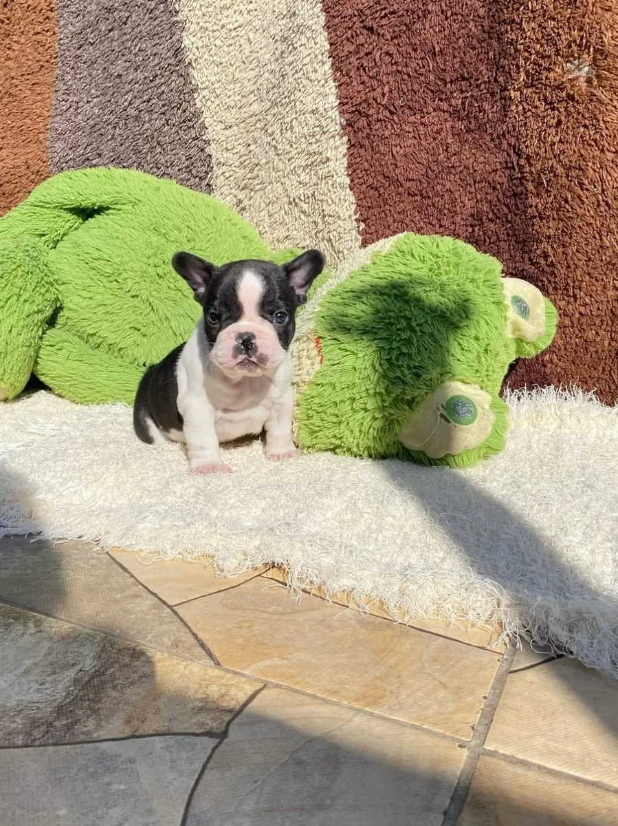Cachorrito de bulldog francés adorable busca un hogar definitivo