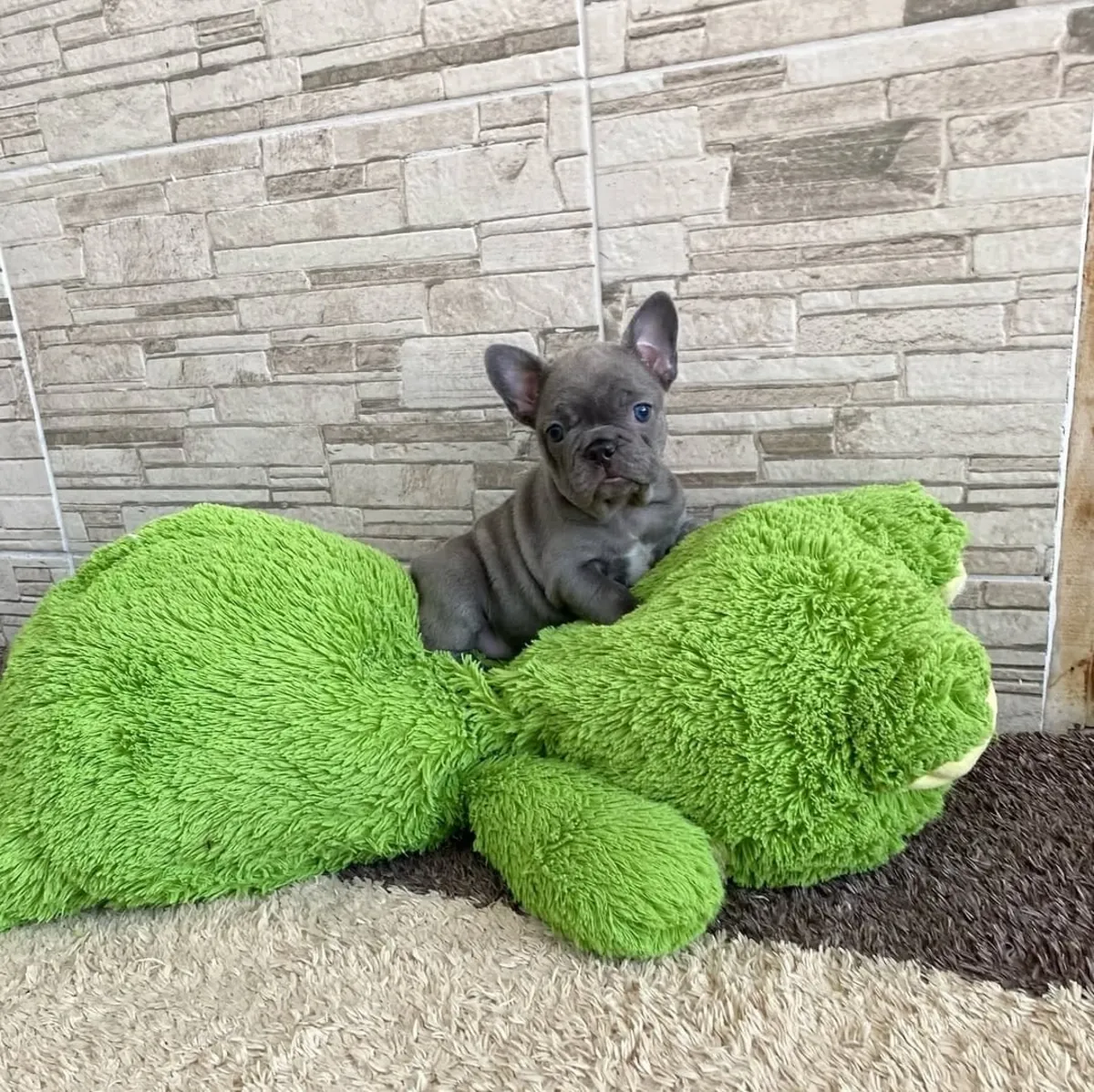 Cachorro de bulldog francés listo para un nuevo hogar | WhatsApp: +34 632 000 221