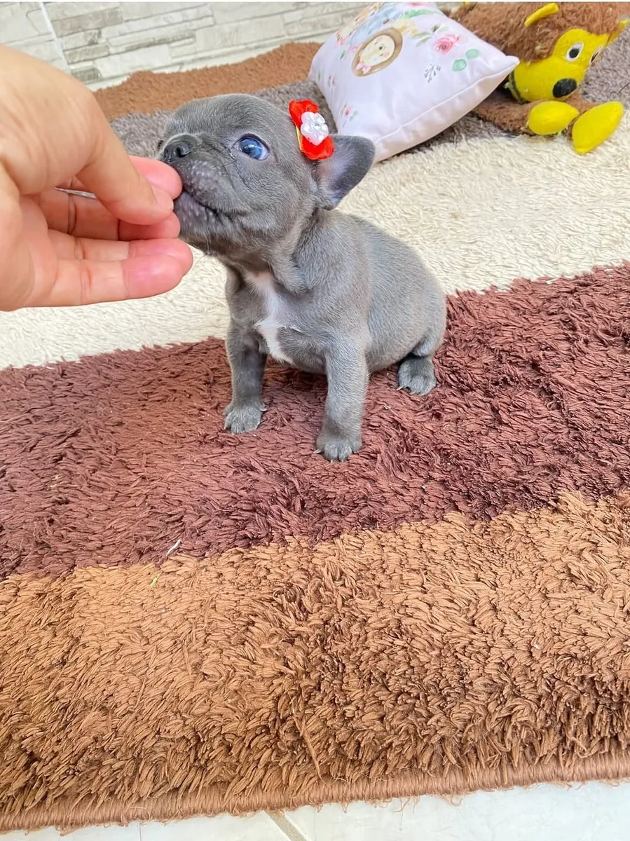 Cachorrito de bulldog francés cariñoso, listo para conocerte 🐾 | WhatsApp: +34 632 000 221