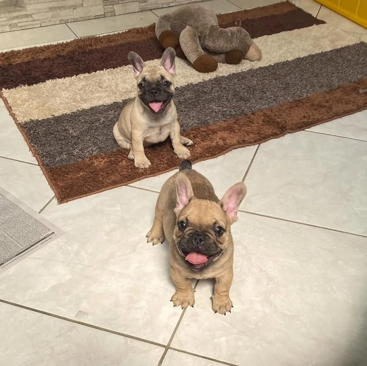 Cachorro de bulldog francés excepcional busca una familia para siempre | WhatsApp: +34 632 000 221