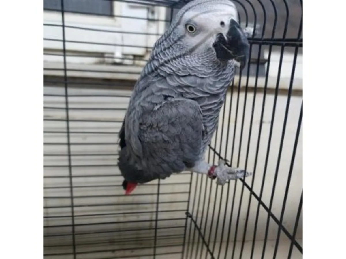 Perroquet gris du Gabon habitué à vivre avec les humains