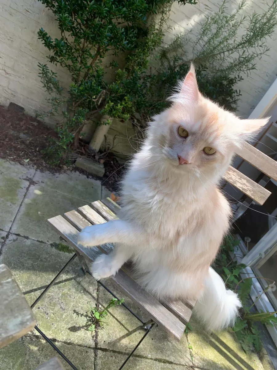 Grand chat Maine Coon très gentil cherche famille calme