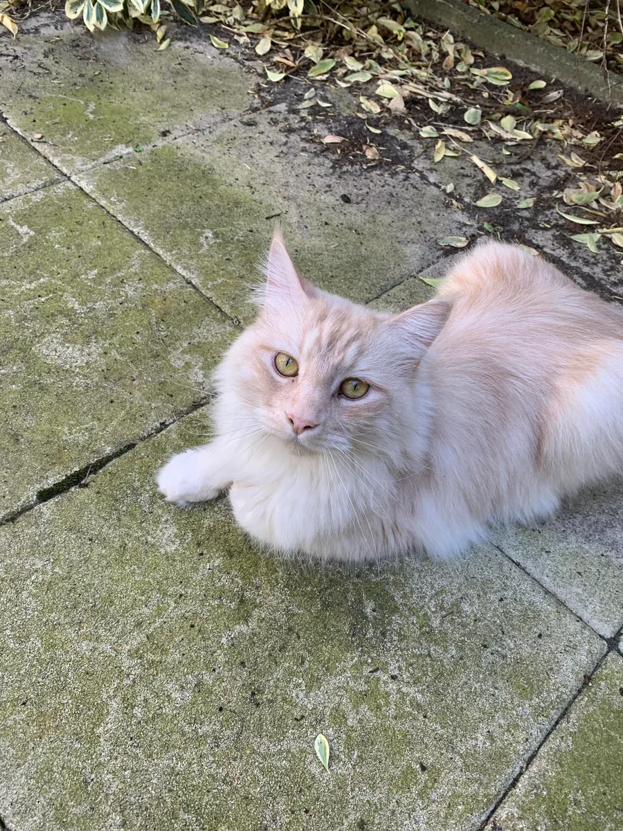 Grand chat Maine Coon très gentil cherche famille calme