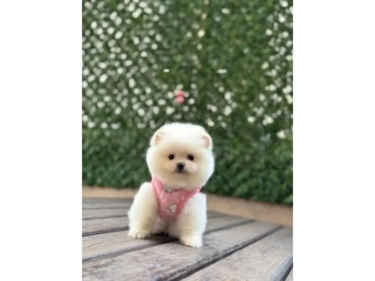 Magnifique chiot poméranien blanc élevé à la maison