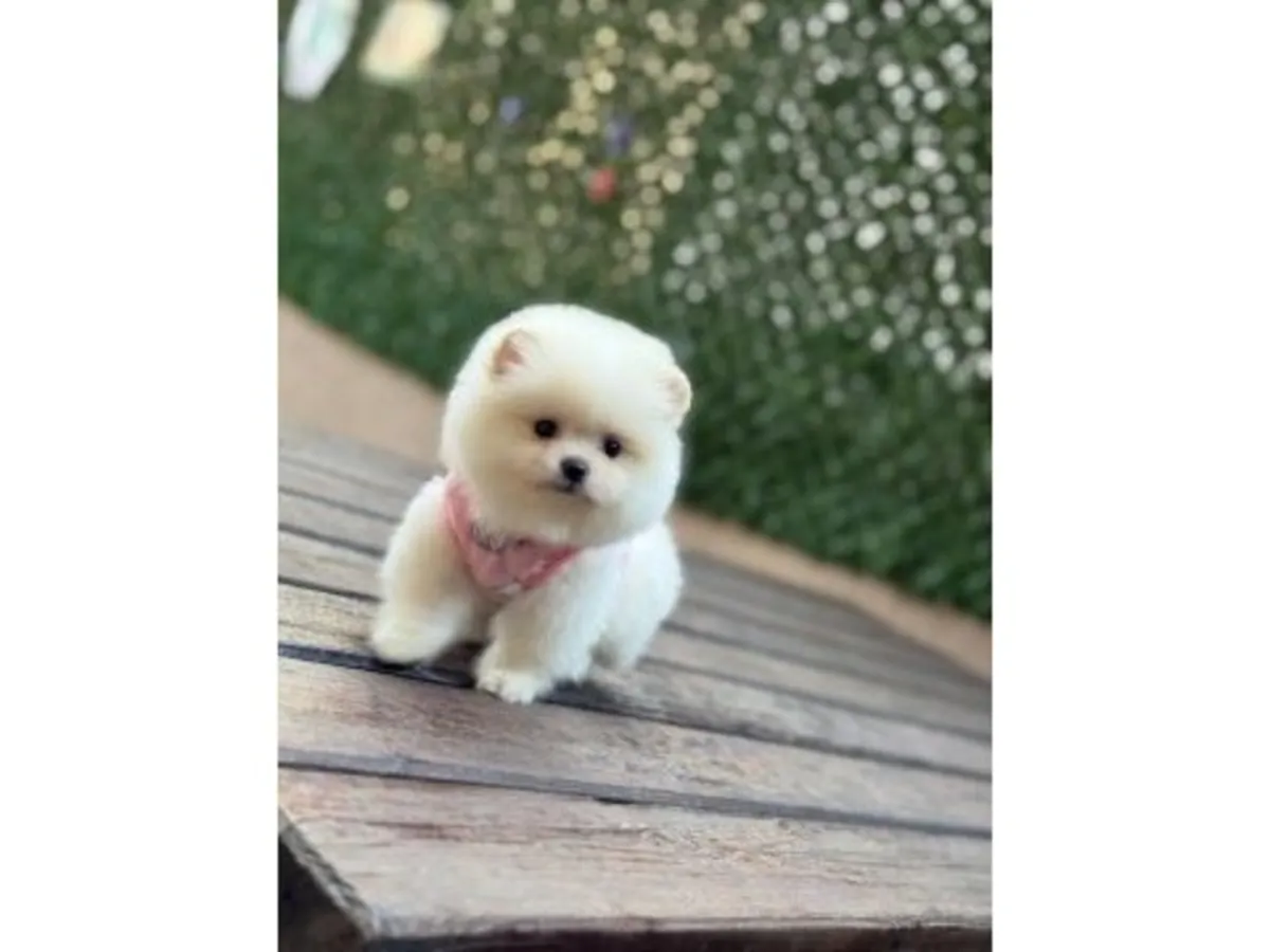 Magnifique chiot poméranien blanc élevé à la maison