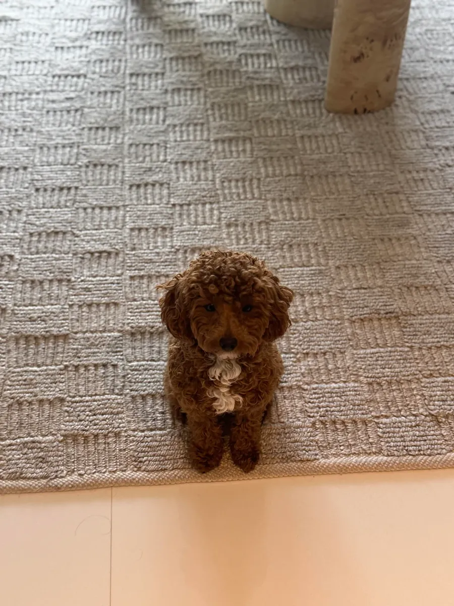 Caniche marron très intelligent qui adore les promenades