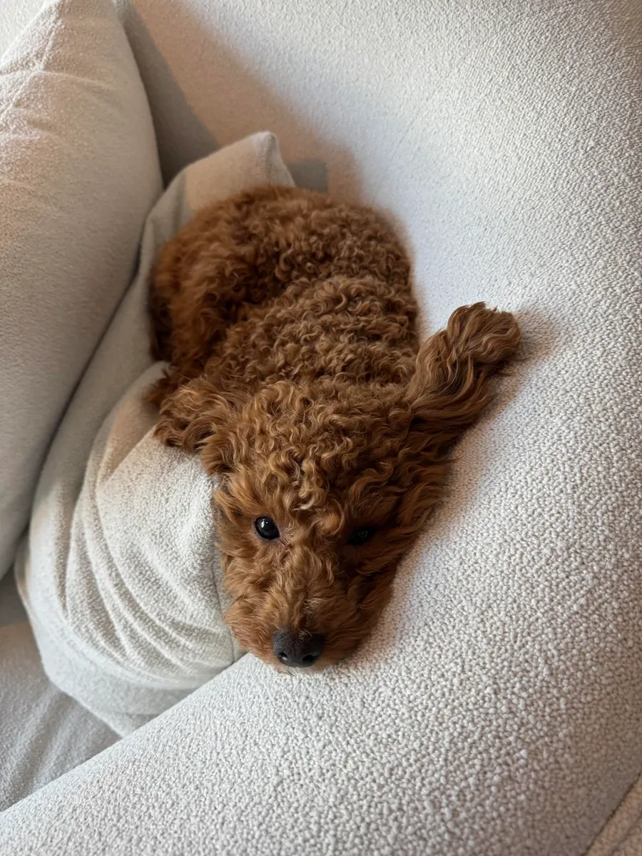 Caniche marron très intelligent qui adore les promenades