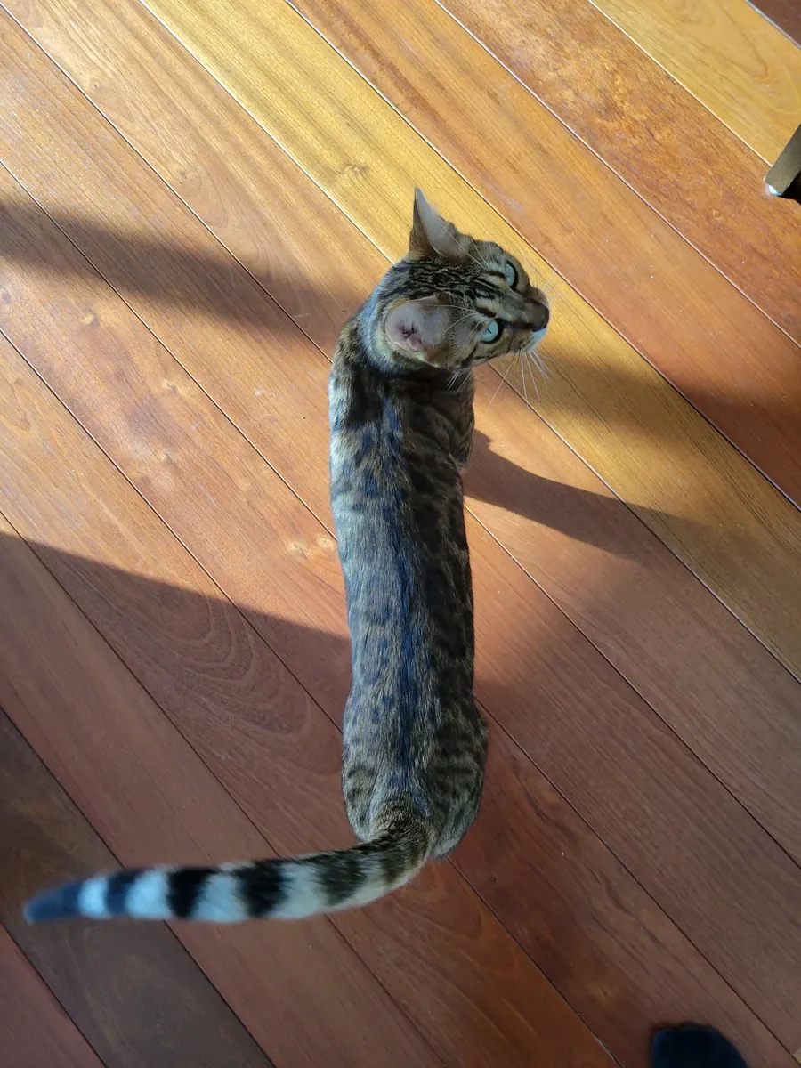 Chat Bengal très curieux qui aime explorer la maison