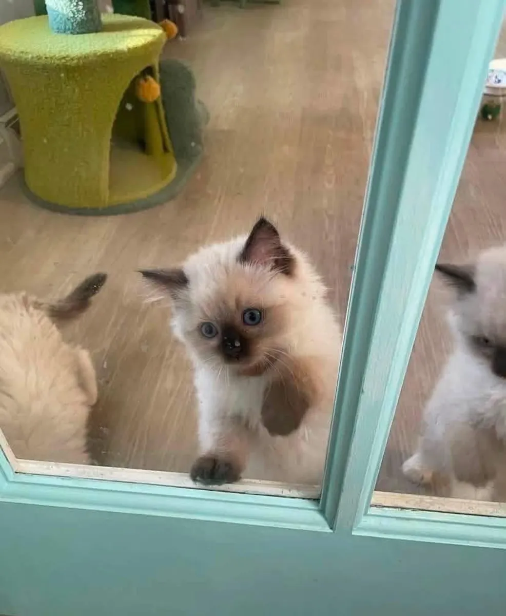 Sevimli Ragdoll Yavruları Mevcut - Bugün İletişime Geçin