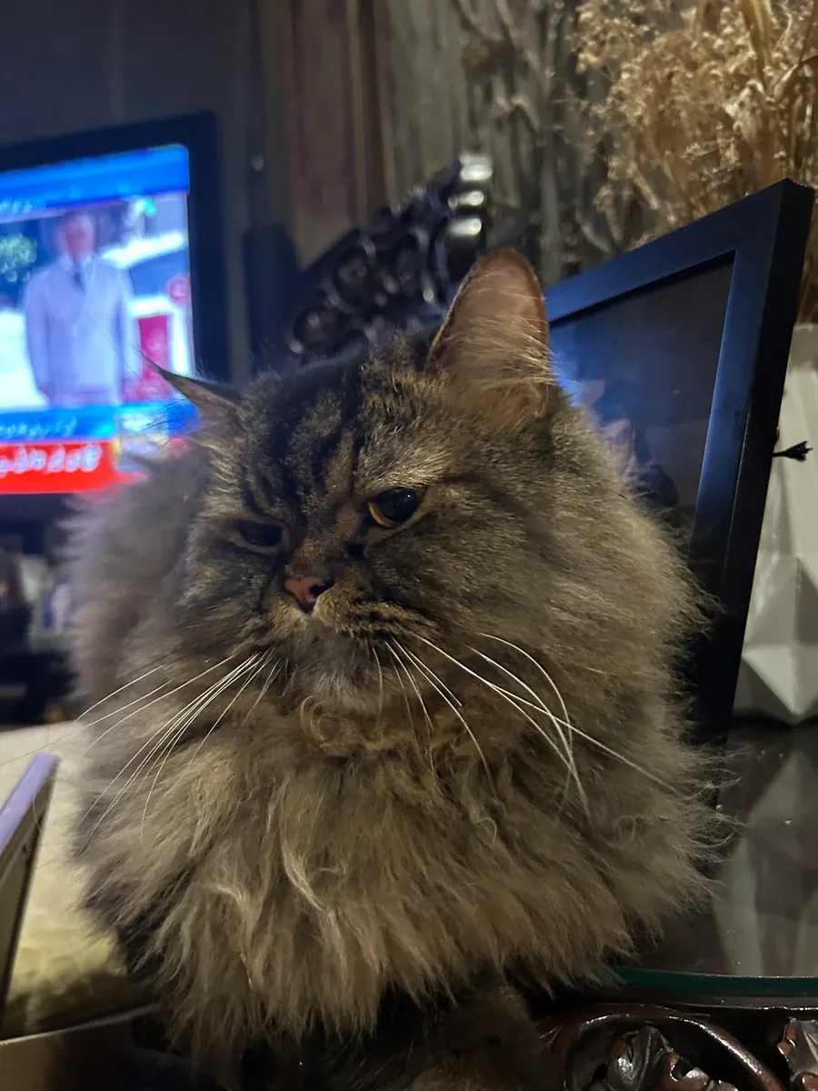 Gato persa muy tranquilo acostumbrado a la vida en interior.