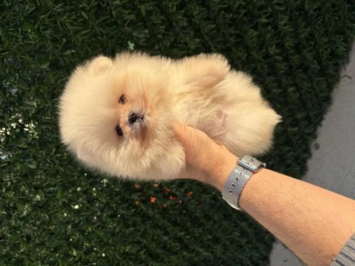 Hermoso cachorro de Pomerania blanco criado en un entorno familiar.