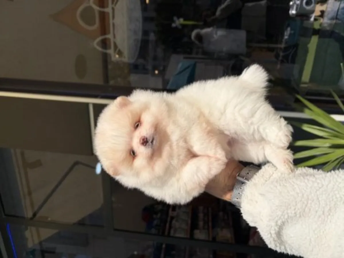 Hermoso cachorro de Pomerania blanco criado en un entorno familiar.