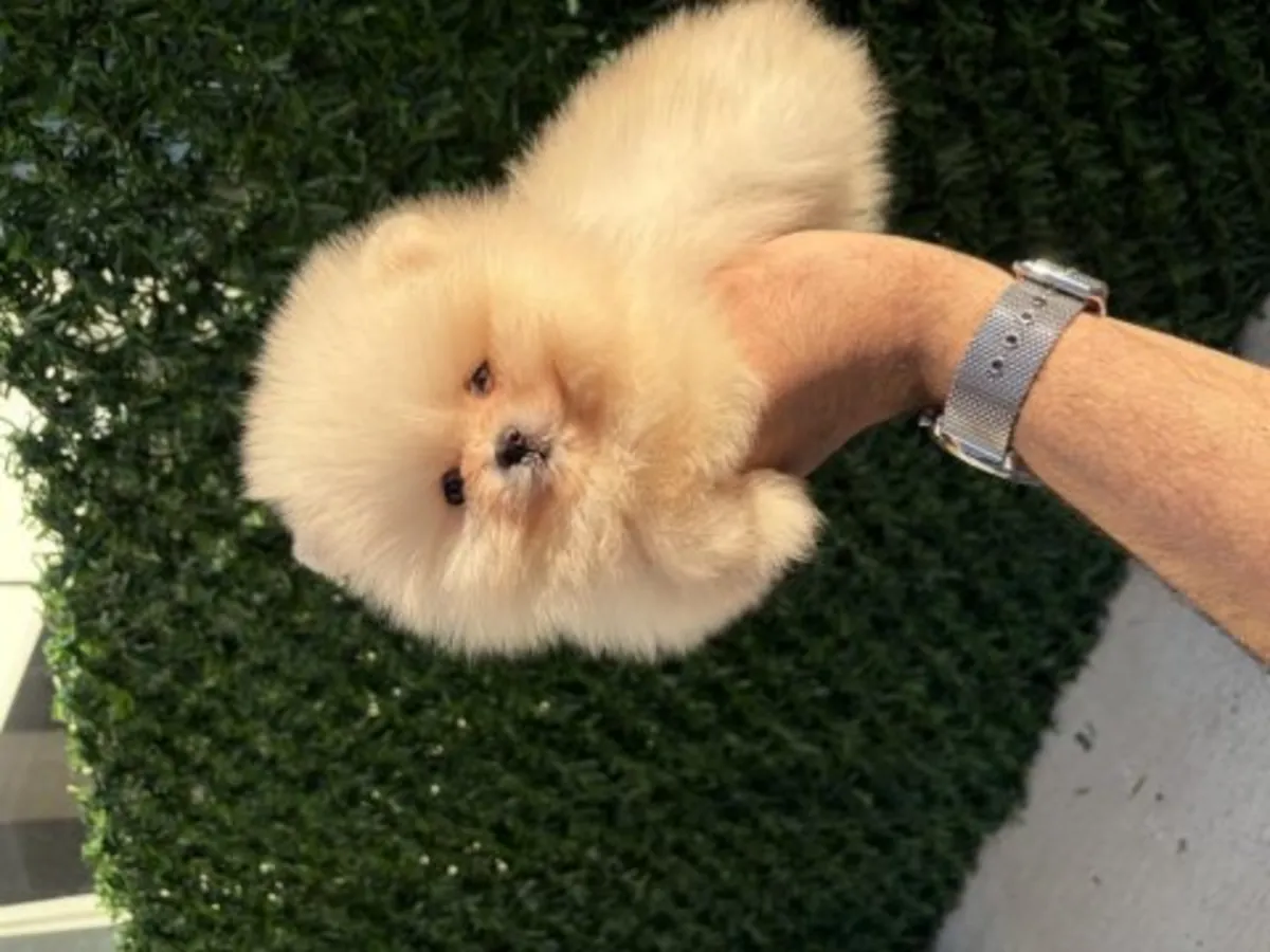 Hermoso cachorro de Pomerania blanco criado en un entorno familiar.