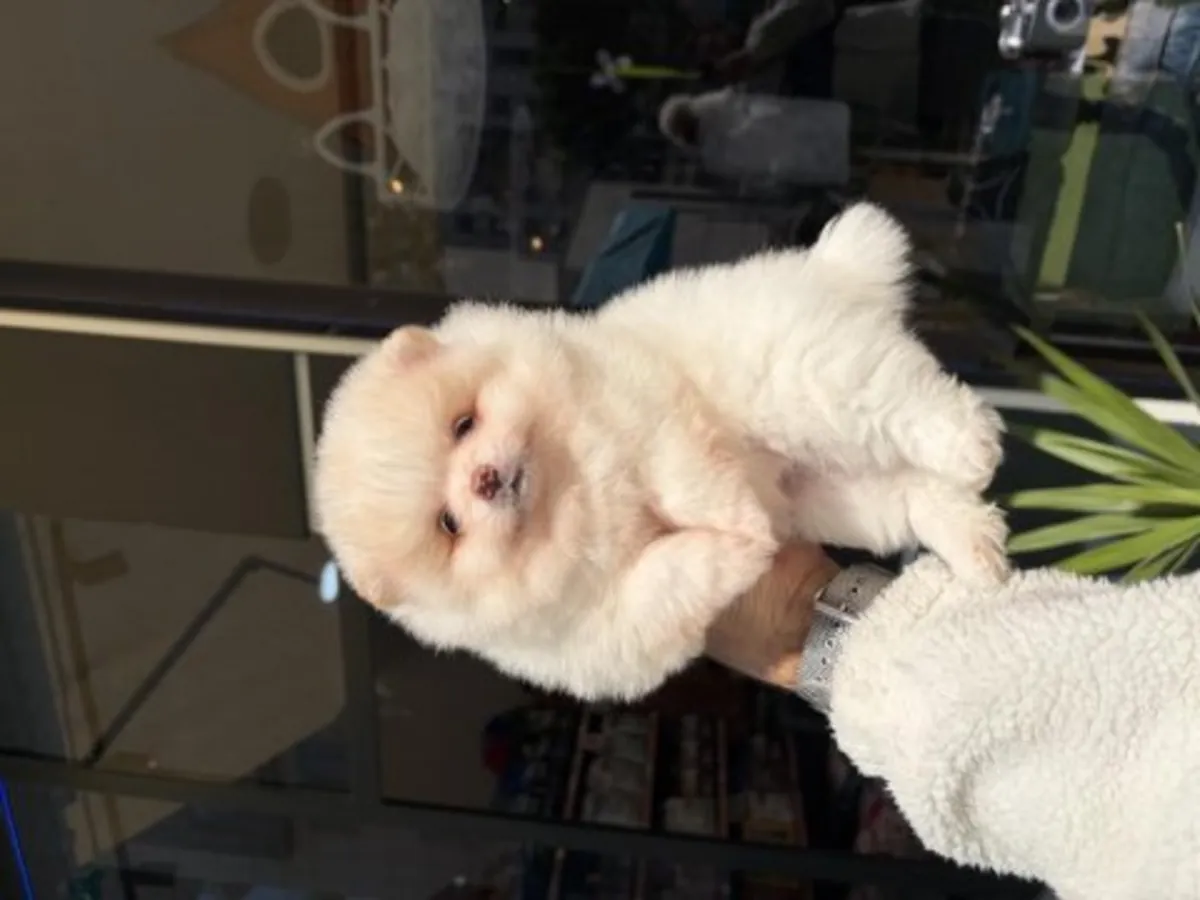 Hermoso cachorro de Pomerania blanco criado en un entorno familiar.