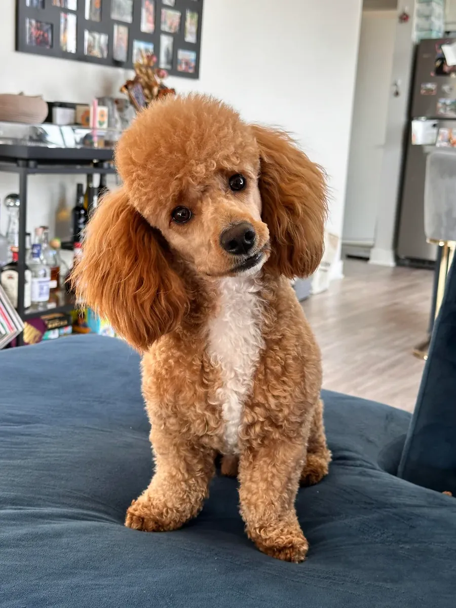 Caniche marrón inteligente acostumbrado a los paseos diarios