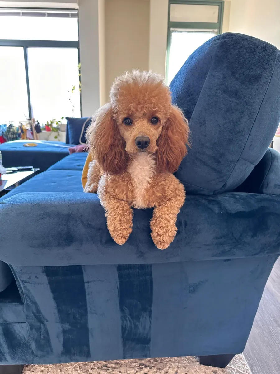 Caniche marrón inteligente acostumbrado a los paseos diarios