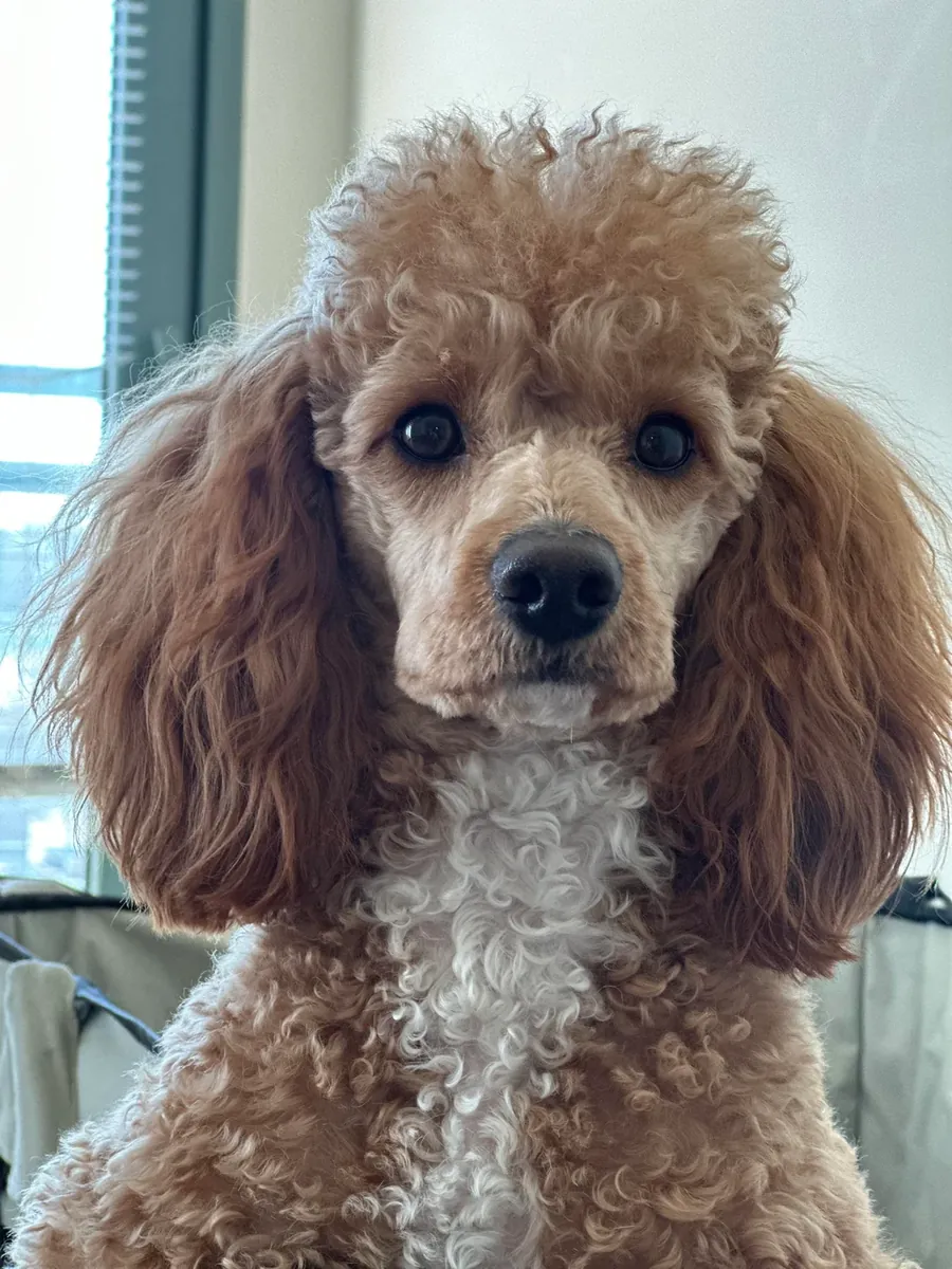 Caniche marrón inteligente acostumbrado a los paseos diarios