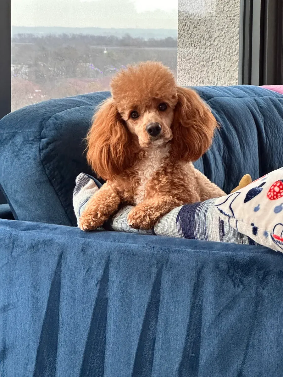 Caniche marrón inteligente acostumbrado a los paseos diarios