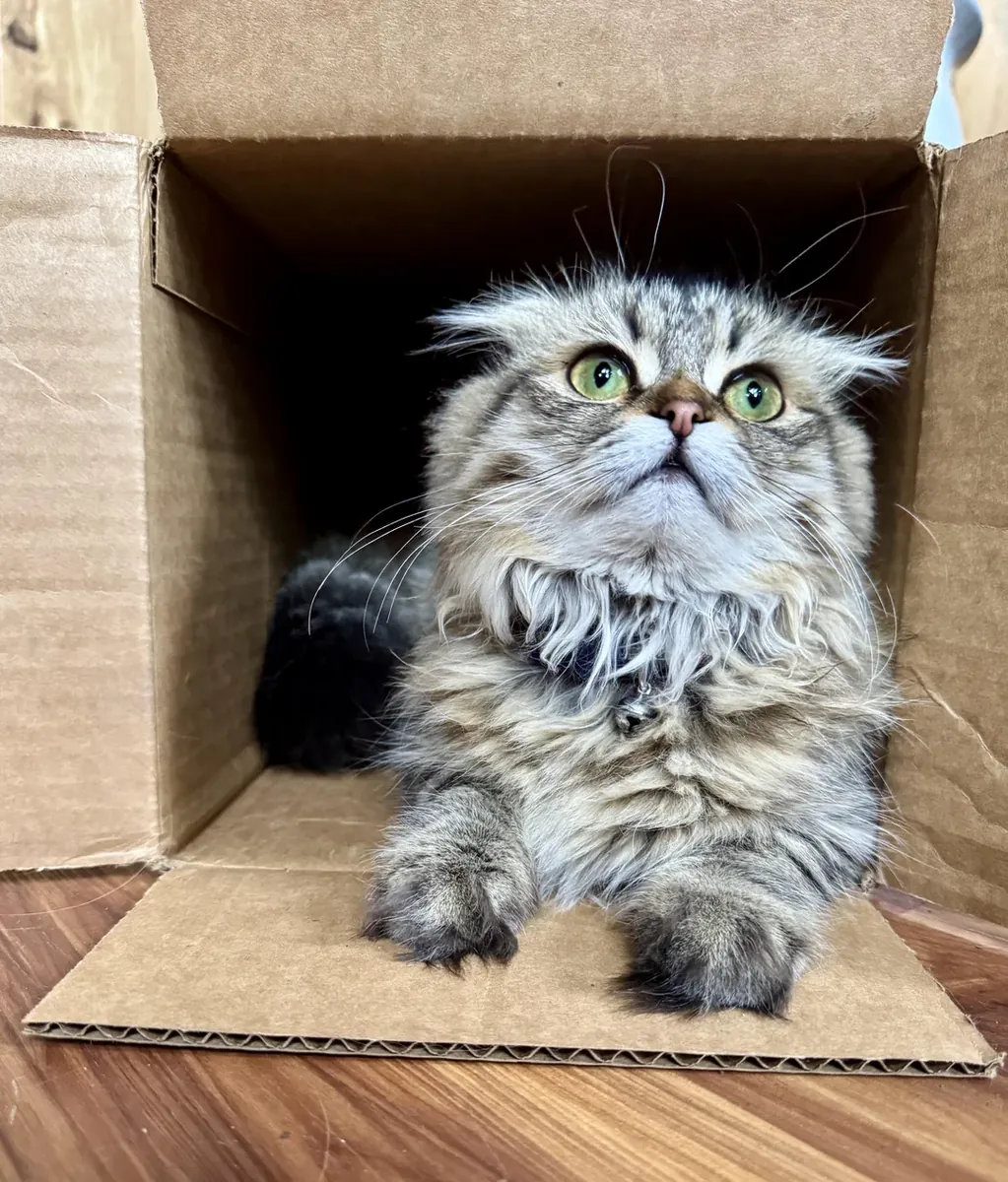 Gato Scottish Fold muy gentil y acostumbrado a vivir con humanos.