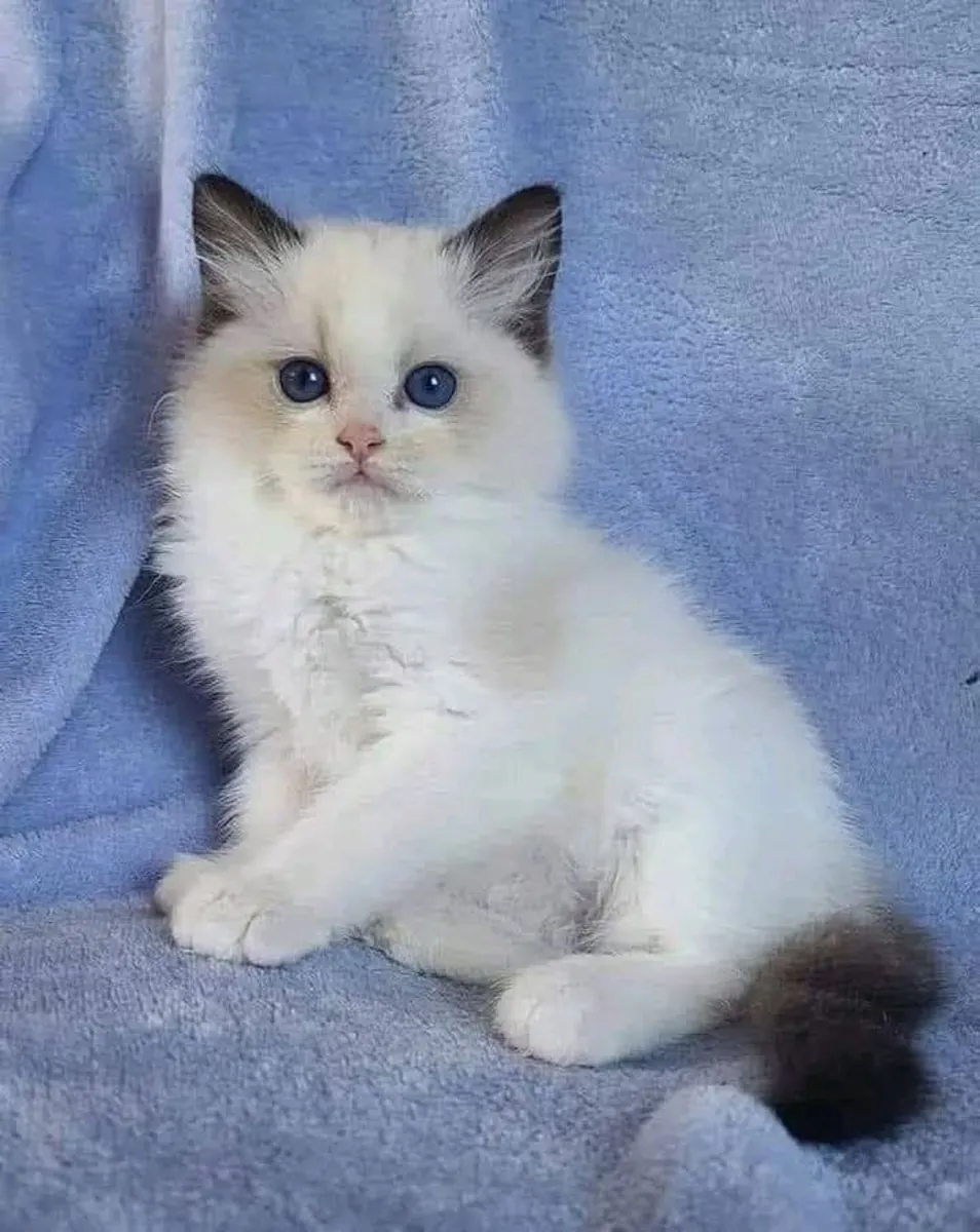 Gatitos Ragdoll registrados buscan familias para siempre