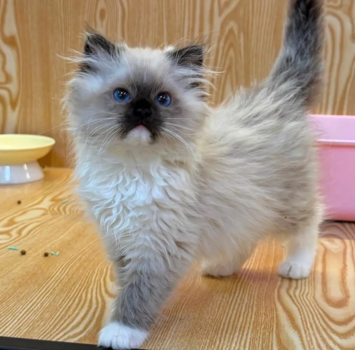 Jolis et Joueurs Chatons Ragdoll à Vendre