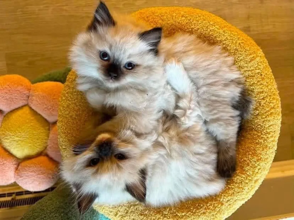 Gatitos Ragdoll Premium con Temperamentos Increíbles