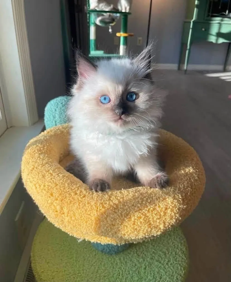 Encantadores Gatitos Ragdoll – Suaves, Gentiles y Afectuosos