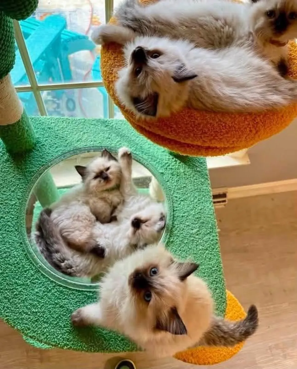 Impresionantes gatitos Ragdoll – Reserva el tuyo hoy