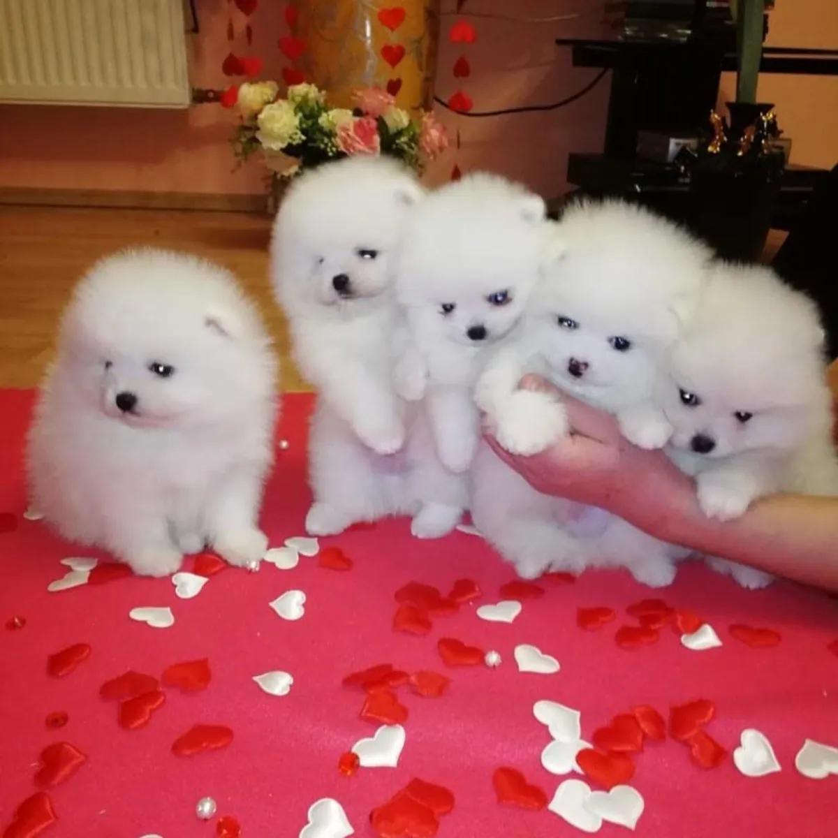 🌸 Pomerania adorables en adopción gratuita