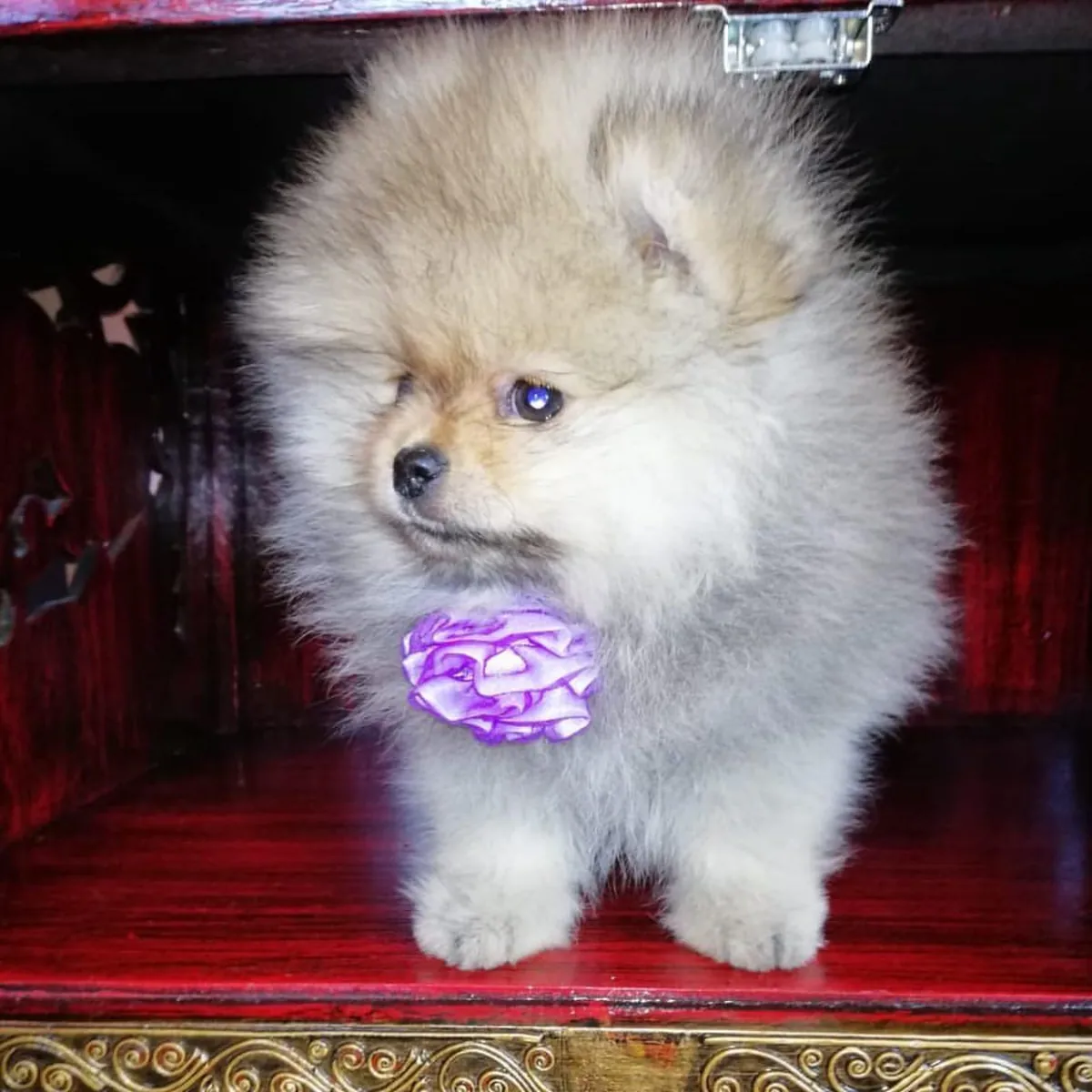 🐕 Pomerania adorables esperando un hogar
