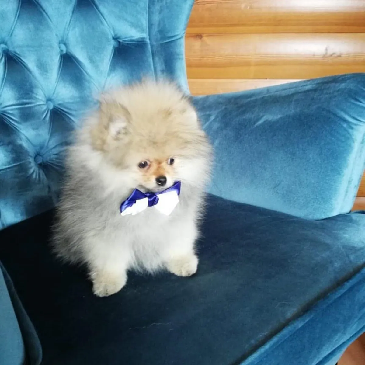 🐕 Pomerania adorables esperando un hogar