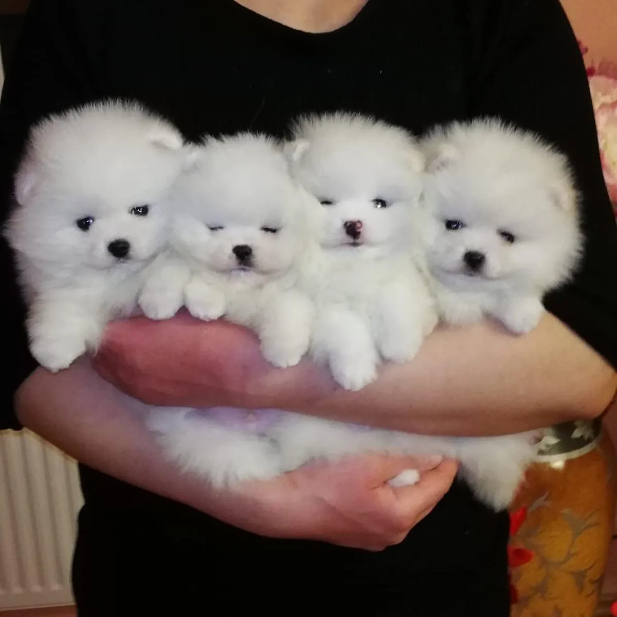 可爱的和顽皮的博美犬