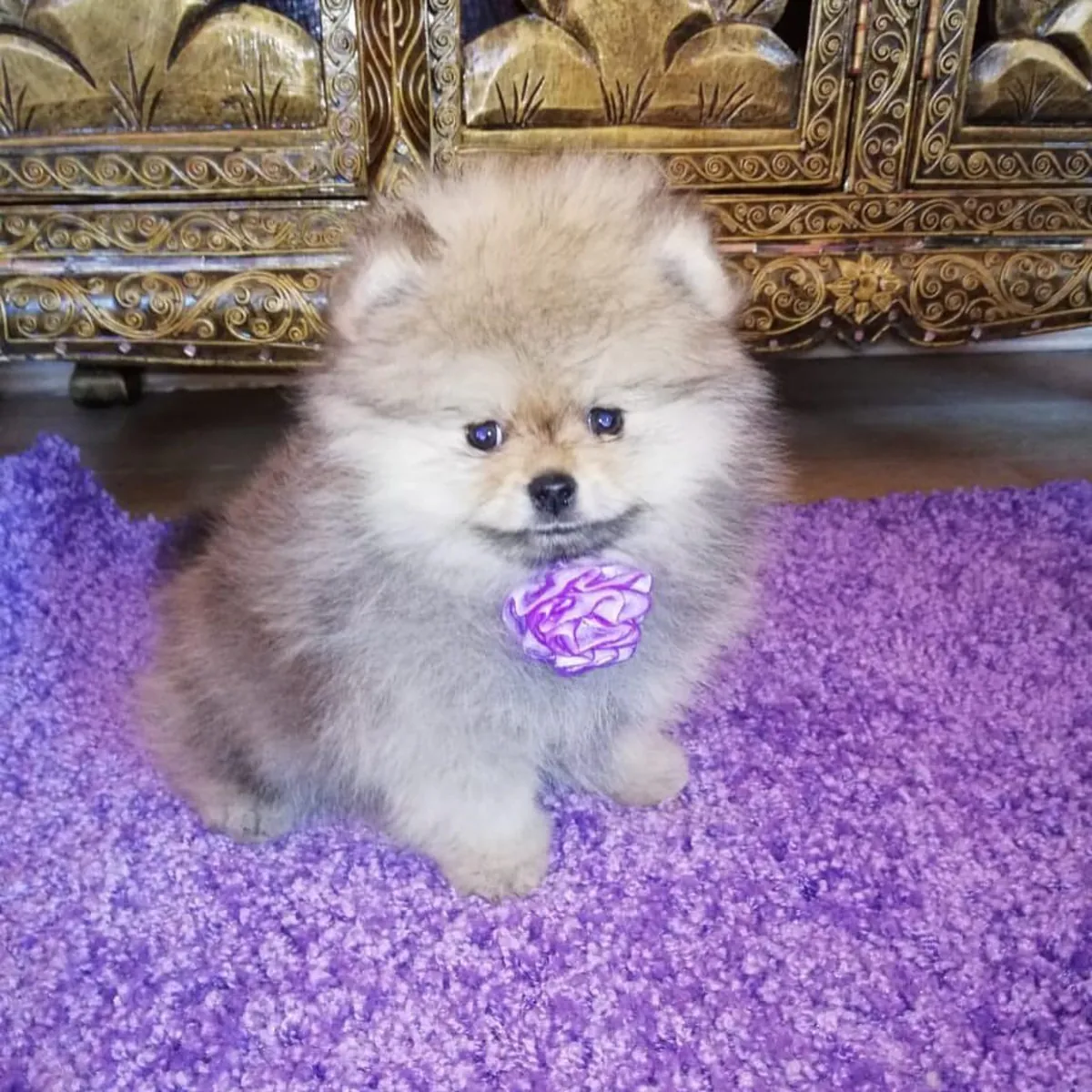 🐶 Beaux Pomeraniens prêts à être adoptés