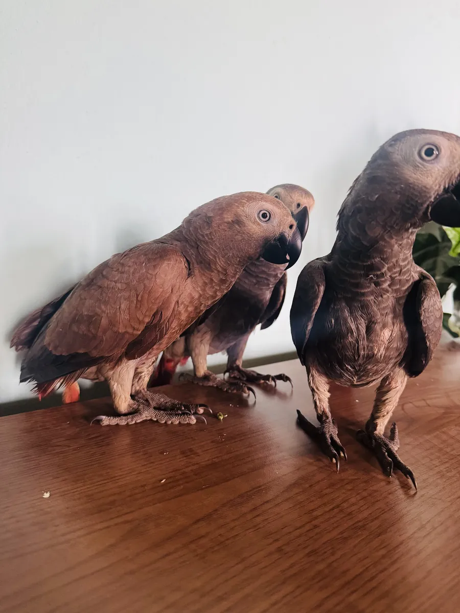 Loro gris busca un nuevo hogar