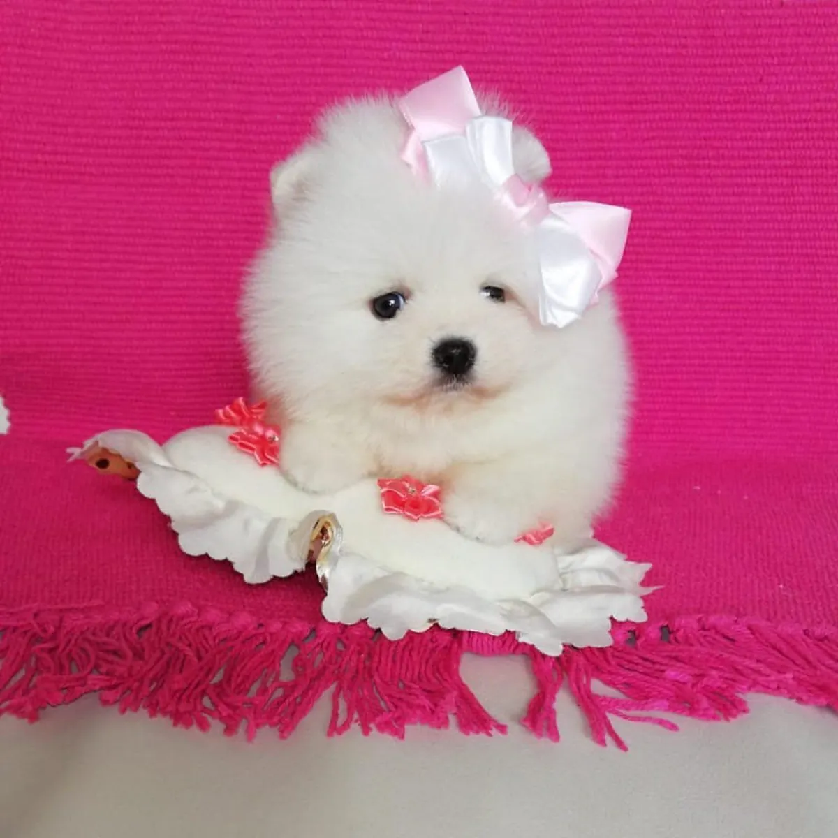 🐕 Pomerania adorables en adopción gratuita