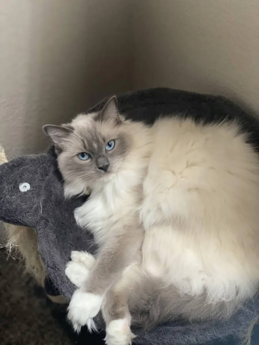 Gato Ragdoll muy cariñoso que disfruta estar cerca de las personas