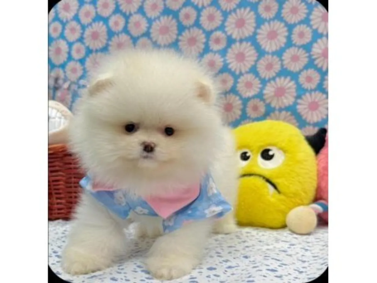 Белый померанский шпиц, выращенный в помещении.