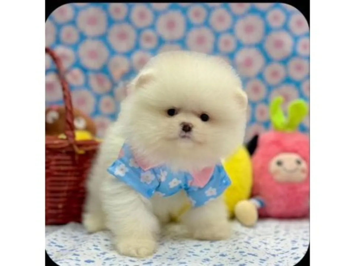 Белый померанский шпиц, выращенный в помещении.